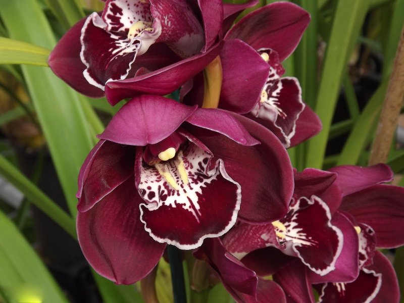 Орхидея Cymbidium
