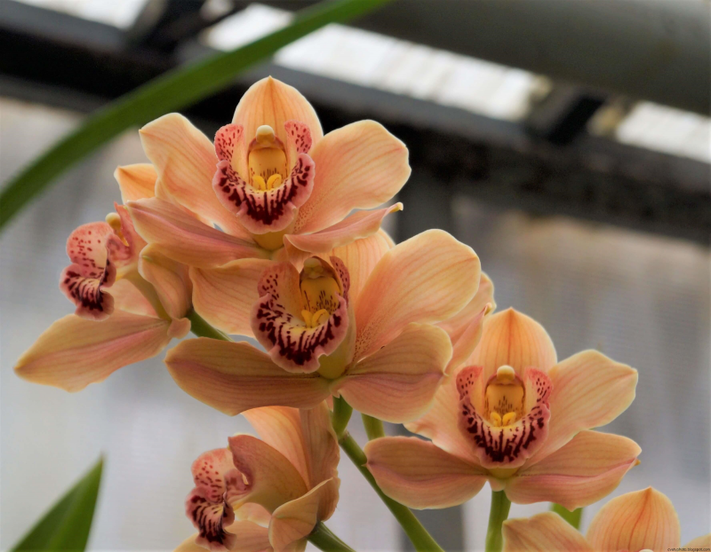 Орхидея Cymbidium