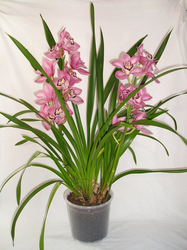 Орхидея Cymbidium