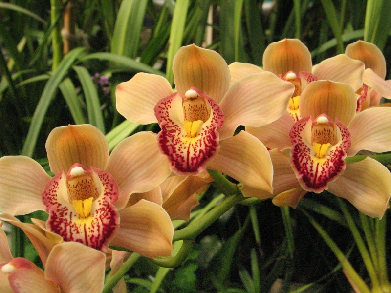 Орхидея Cymbidium