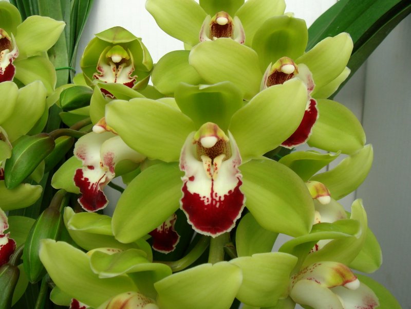 Орхидея Cymbidium