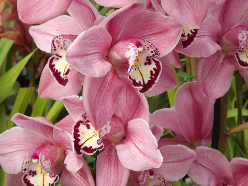 Цимбидиум (Cymbidium)