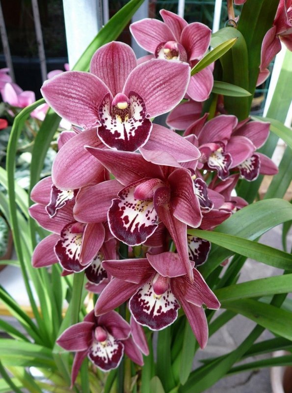 Орхидея Cymbidium