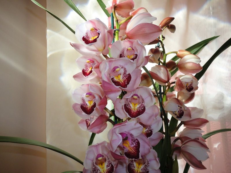 Орхидея Cymbidium