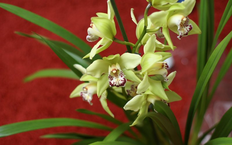 Орхидея Cymbidium