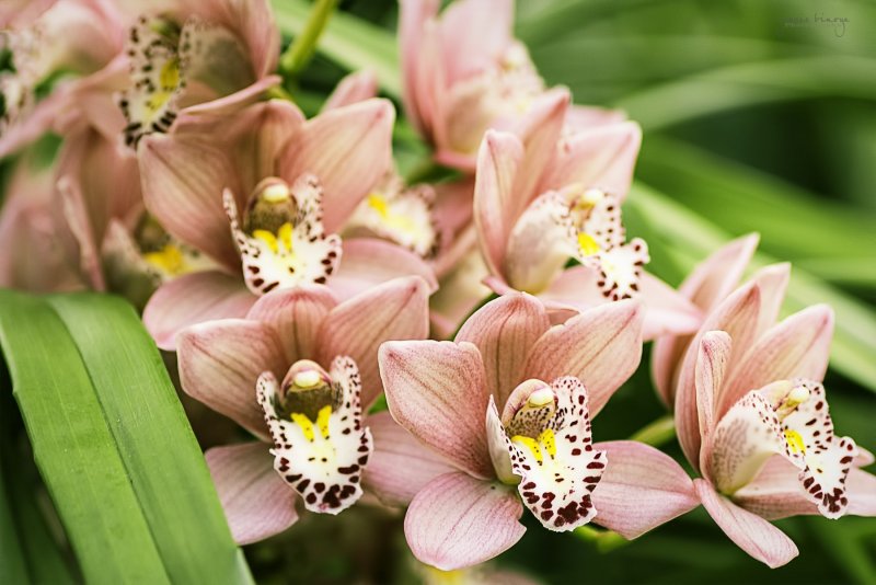Cymbidium Majolika