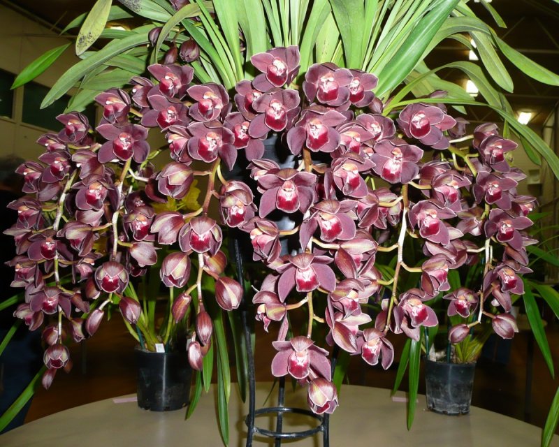 Орхидея Cymbidium