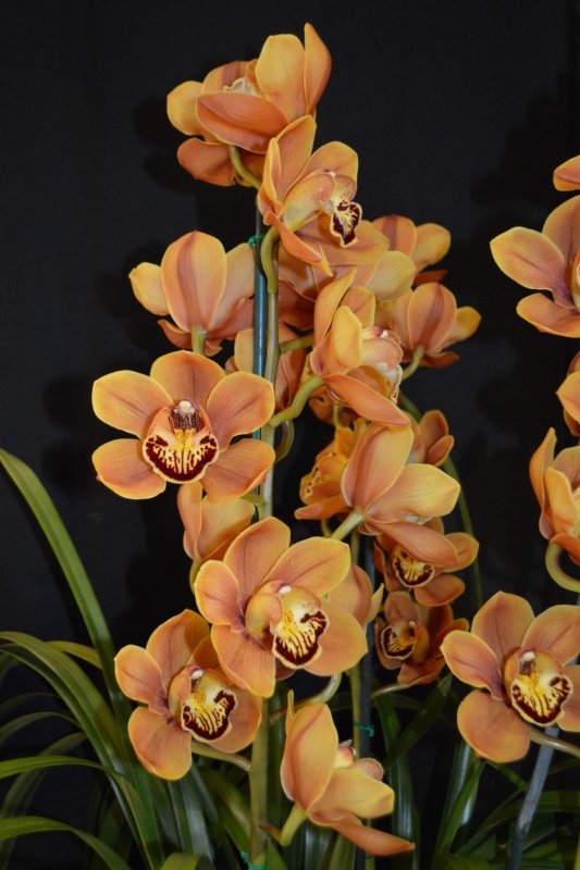 Орхидея Cymbidium