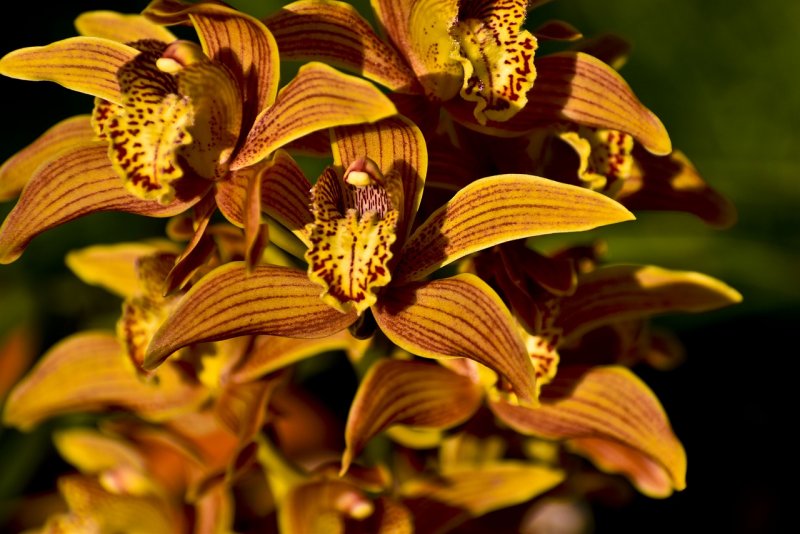 Орхидея Cymbidium Orchid
