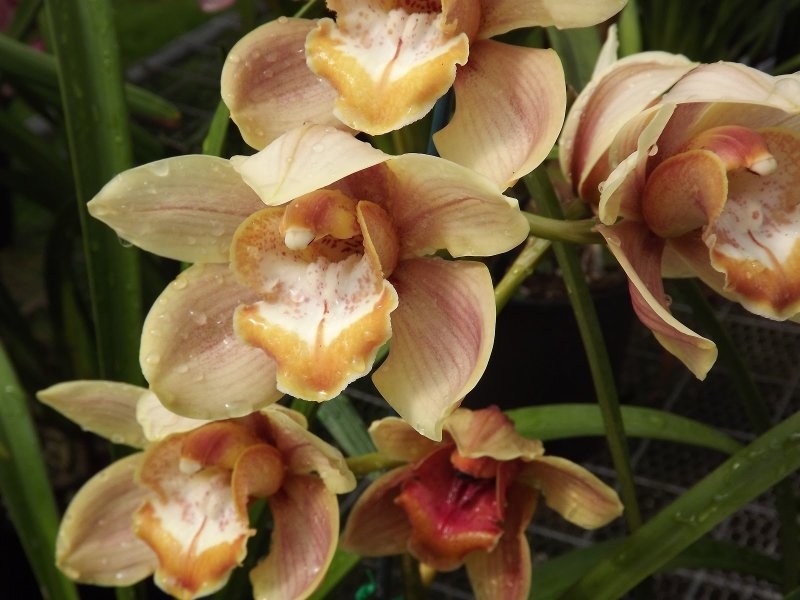 Cymbidium Jocelyn Brook NH X Parish Elf Salinas 4n