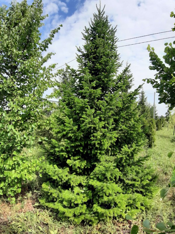 Пихта Сибирская Abies sibirica