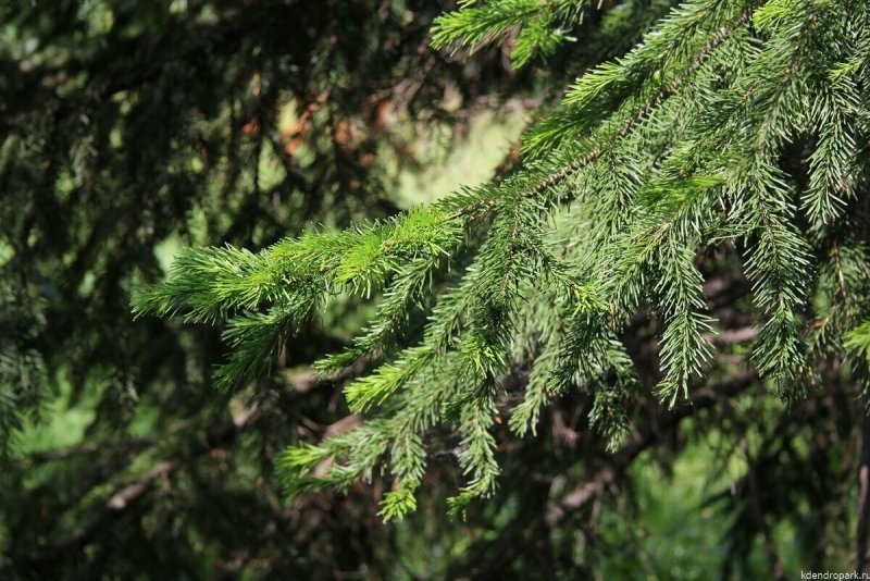 Пихта Сибирская Abies sibirica