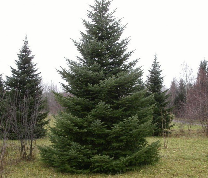 Пихта Сибирская (Abies sibirica, Аbies balsamea)