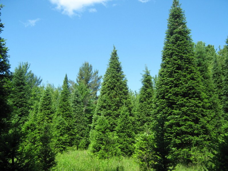 Пихта Сибирская Abies sibirica