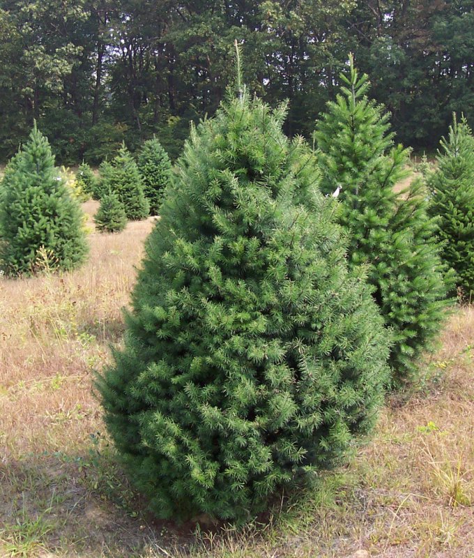 Пихта белокорая Abies Nephrolepis