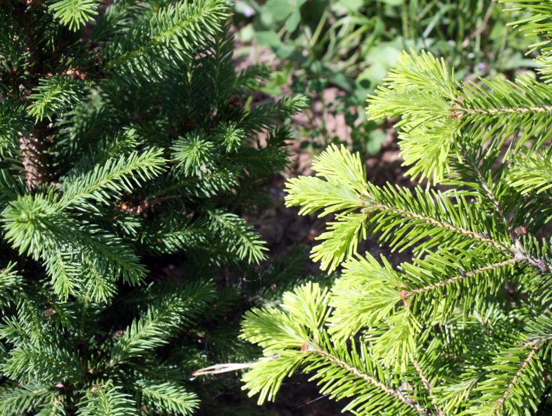 Ель Abies Koreana