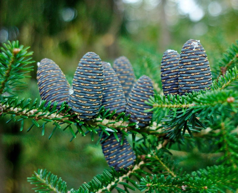 Пихта Сибирская Abies sibirica ареал