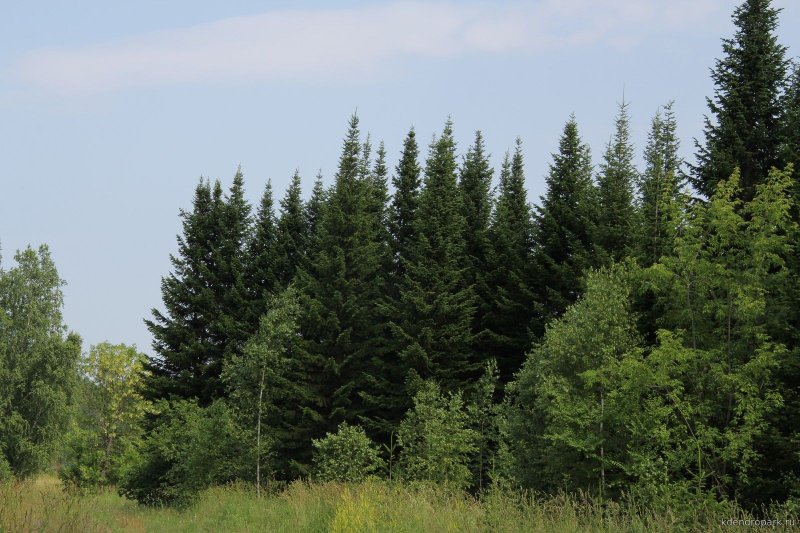 Пихта Сибирская Abies sibirica