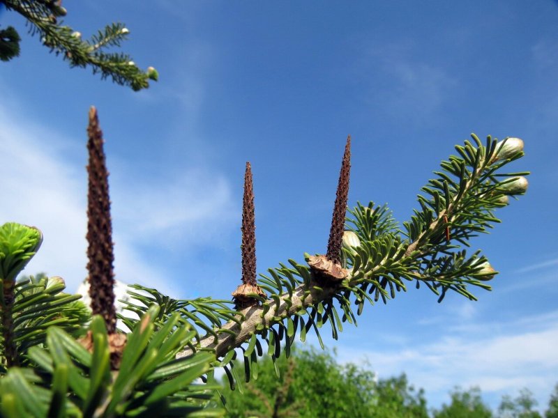 Пихта сибирской хвоя Abies sibirica