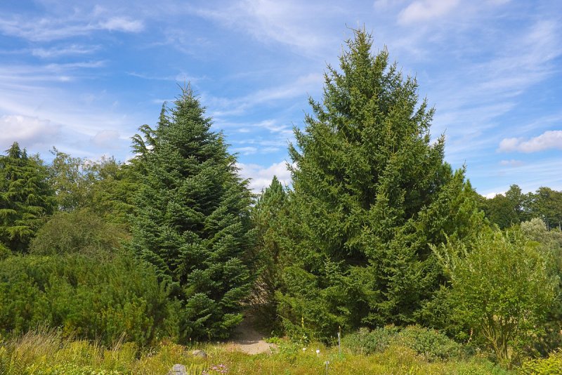 Пихта сибирской хвоя Abies sibirica