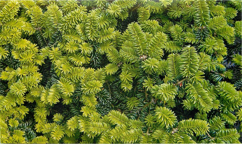Пихта Сибирская (Аbies sibirica)