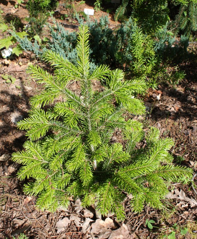 Пихта Сибирская Abies sibirica Ledeb.