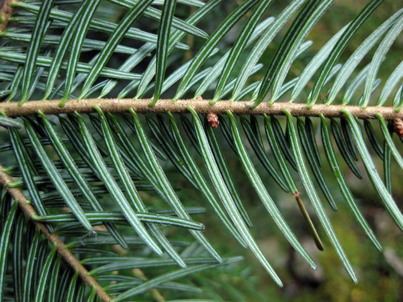 Пихта Сибирская Abies sibirica