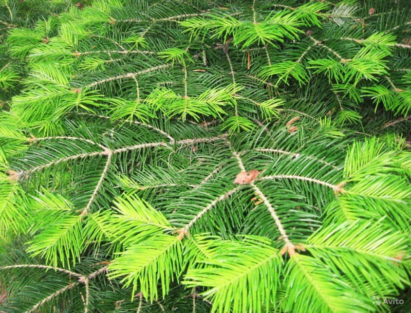 Пихта Сибирская (Аbies sibirica)