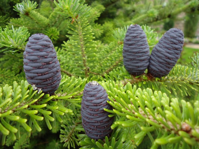 Пихта Abies concolor Piggelmee