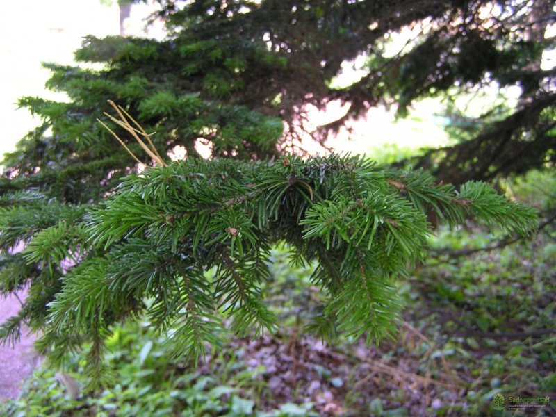 Пихта Сибирская (Abies sibirica) микростробилы