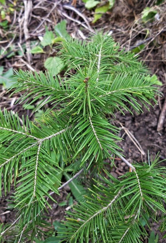 Abies sibirica - пи́хта Сиби́рская