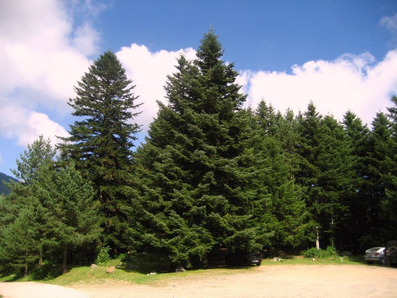 Пихта Сибирская Abies sibirica