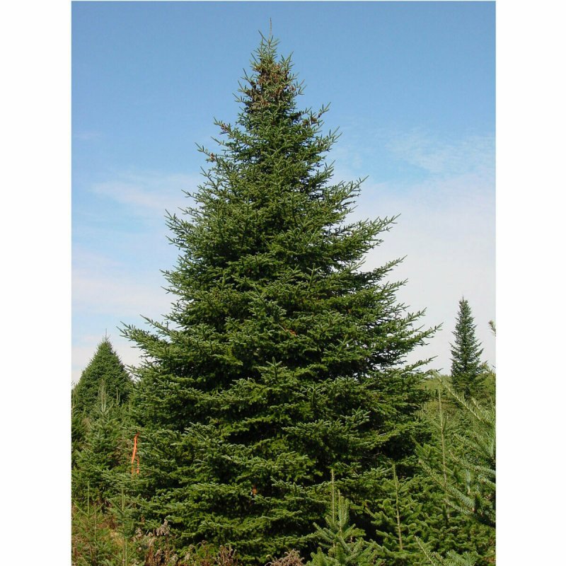 Пихта Сибирская — Abies sibirica Ledeb.