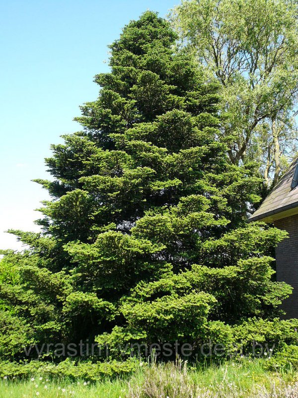 Пихта Сибирская (Abies sibirica) макростробил