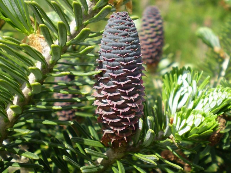 Пихта Сибирская Abies sibirica