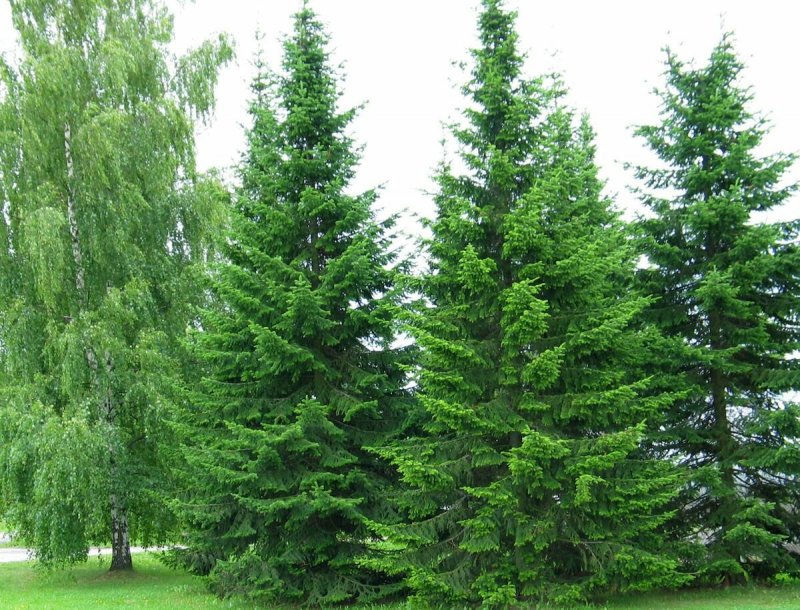 Пихта Сибирская (Аbies sibirica)