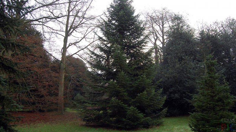 Пихта Сибирская Abies sibirica