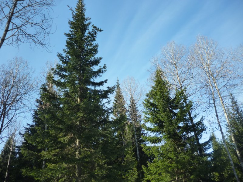 Пихта Сибирская Abies sibirica