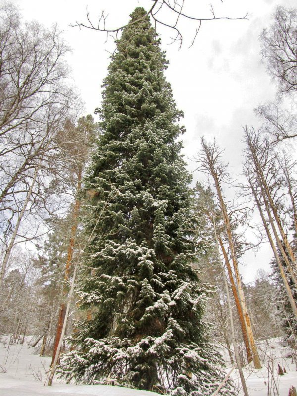 Пихта Сибирская шишки