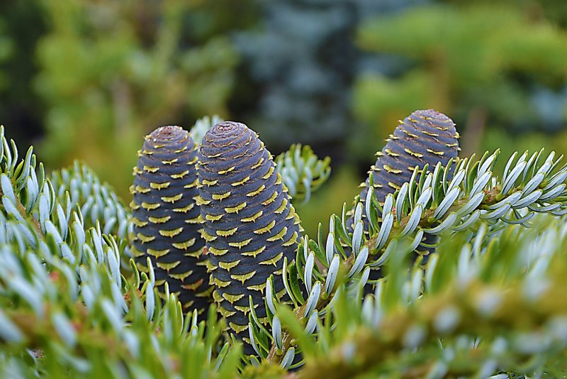 Пихта Сибирская Abies sibirica Ledeb.