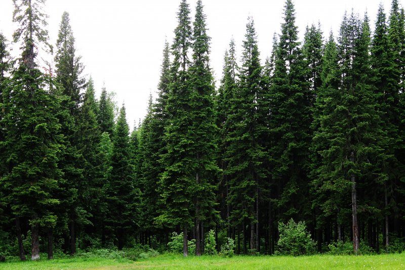 Дугласова пихта (Pseudotsuga menziesii)