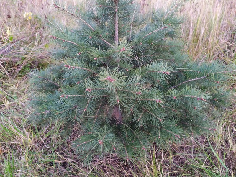 Пихта одноцветная Abies concolor
