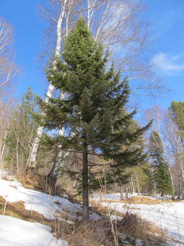 Пихта Сибирская Abies sibirica