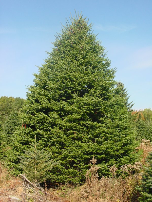 Пихта белокорая Abies Nephrolepis