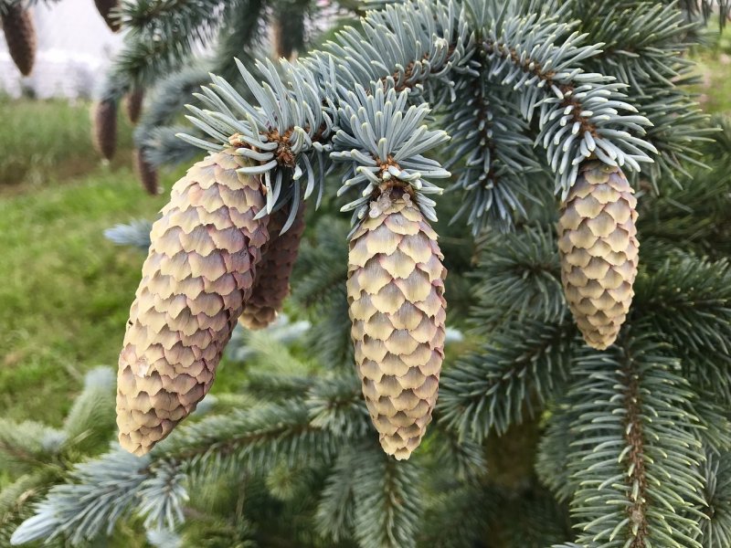 Сеянцы пихты сибирской