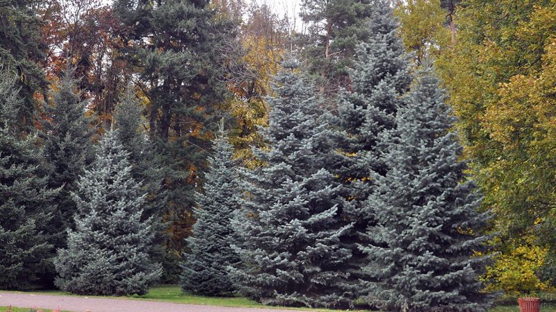 Пихта корейская Zenek Abies Koreana Zenek
