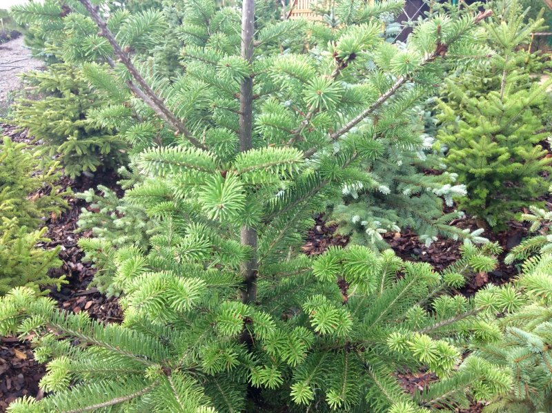 Пихта Сибирская (Abies sibirica) макростробил