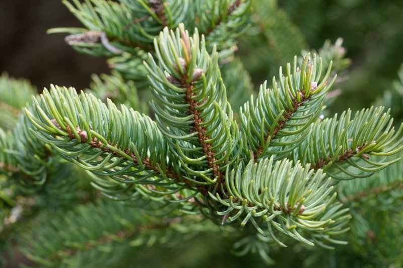 Пихта Сибирская Abies sibirica Ledeb.