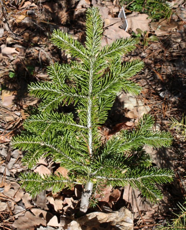 Пихта Сибирская Лукаш Abies sibirica Łukasz