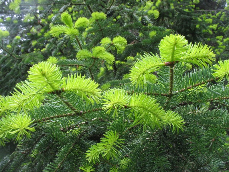 Пихта корейская Abies Koreana
